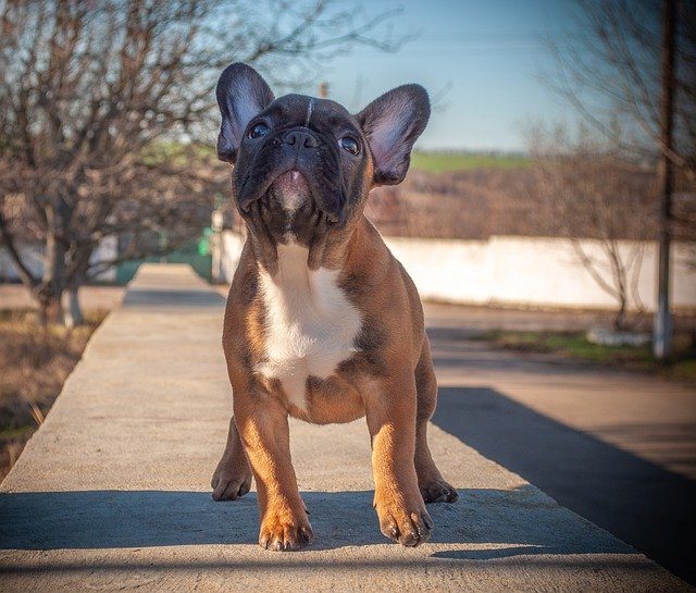 無料ダウンロードフレンチブルドッグ子犬ペット-GIMPオンライン画像エディタで編集できる無料の写真または写真