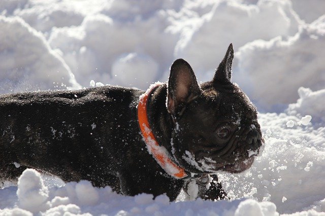 Free download French Bulldog Snow Fun -  free photo or picture to be edited with GIMP online image editor