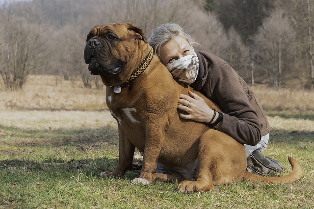 Free graphic french mastiff dog woman pet owner to be edited by GIMP free image editor by OffiDocs