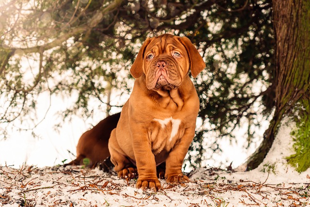 Free download french mastiff puppy snow dog free picture to be edited with GIMP free online image editor