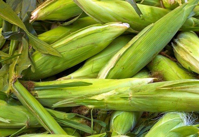 Free download Fresh Farm Market Corn Cob -  free photo or picture to be edited with GIMP online image editor