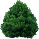 fresh green tree wallpaper  screen for extension Chrome web store in OffiDocs Chromium