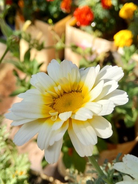 تنزيل Fresh Natural Flower مجانًا - صورة مجانية أو صورة لتحريرها باستخدام محرر الصور عبر الإنترنت GIMP