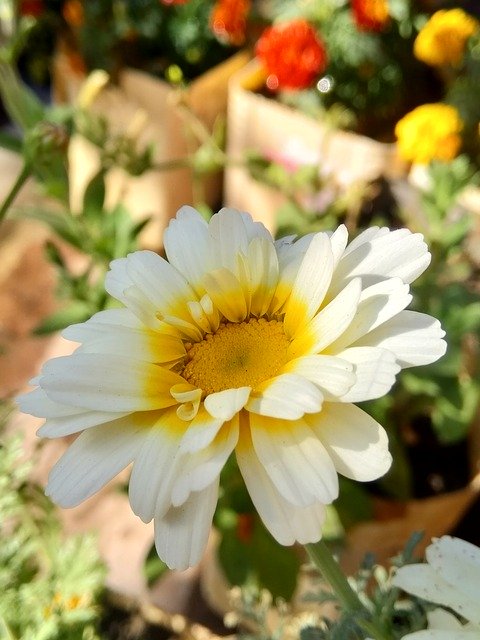Free download Fresh Natural Flower -  free photo or picture to be edited with GIMP online image editor