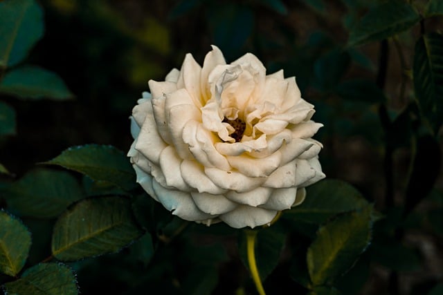 Free download fresh natural peony decoration free picture to be edited with GIMP free online image editor