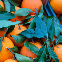Fresh oranges  screen for extension Chrome web store in OffiDocs Chromium