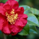 Fresh pink camellia  screen for extension Chrome web store in OffiDocs Chromium