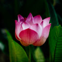 Fresh pink lotus  screen for extension Chrome web store in OffiDocs Chromium