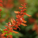Fresh Red Flower Branch  screen for extension Chrome web store in OffiDocs Chromium