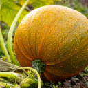 Fresh Round Pumpkin  screen for extension Chrome web store in OffiDocs Chromium