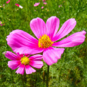 Fresh spring flower garden  screen for extension Chrome web store in OffiDocs Chromium