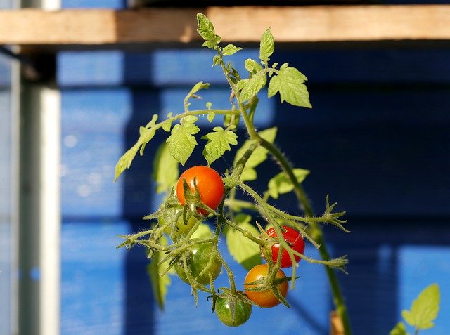 Free download Fresh Tomatoes Vegetables Food -  free photo or picture to be edited with GIMP online image editor