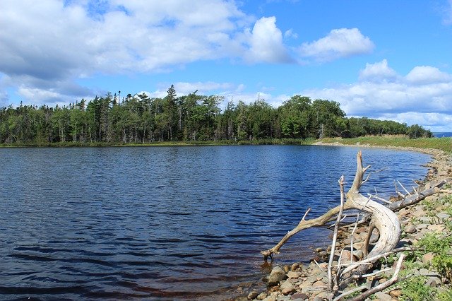 Téléchargement gratuit Bois du lac Freshwater - photo ou image gratuite à modifier avec l'éditeur d'images en ligne GIMP