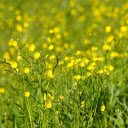 Fresh yellow grass flowers  screen for extension Chrome web store in OffiDocs Chromium