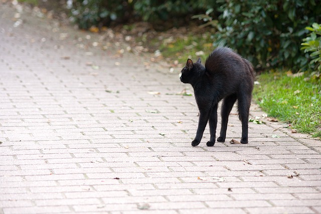Free download friday 13 hypnosis cat black cat free picture to be edited with GIMP free online image editor