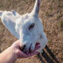 Friendly white goat  screen for extension Chrome web store in OffiDocs Chromium
