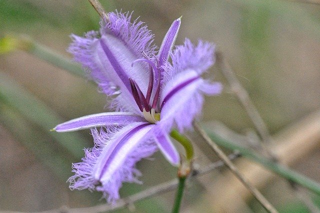 Free download Fringed Lily Australian Mauve -  free photo or picture to be edited with GIMP online image editor