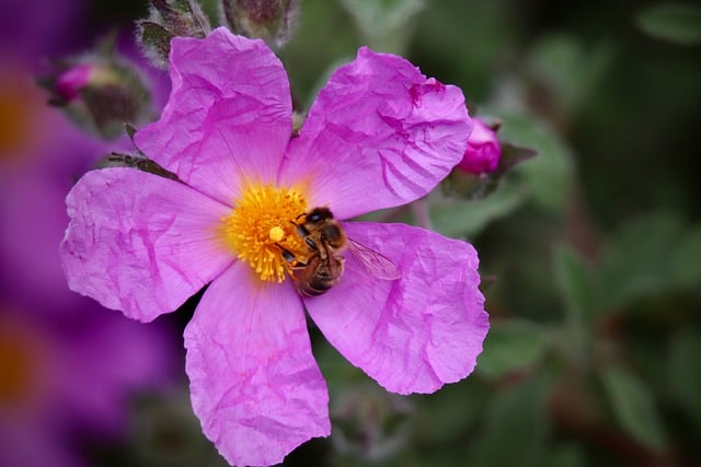 Free download frizzy cistus bee honey bee pollen free picture to be edited with GIMP free online image editor