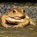 Frog  screen for extension Chrome web store in OffiDocs Chromium