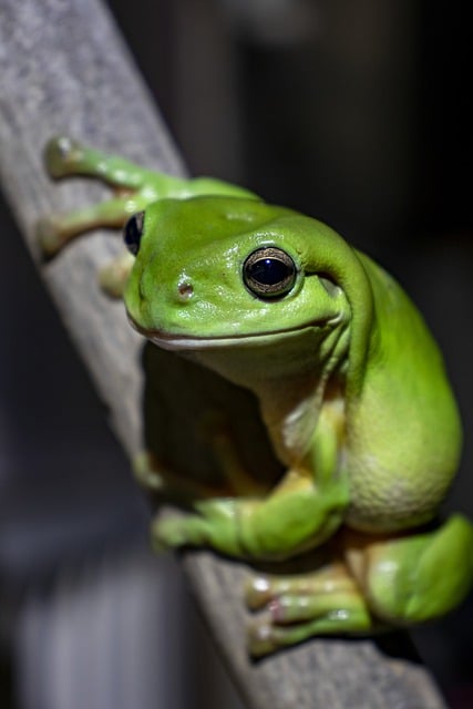 Free download frog amphibian branch tree frog free picture to be edited with GIMP free online image editor