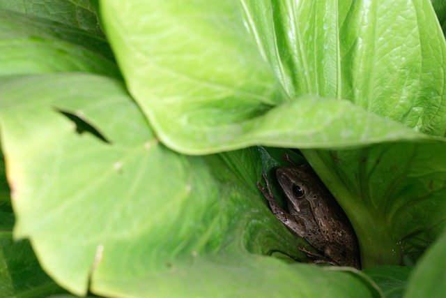 Free download frog amphibian foliage fauna free picture to be edited with GIMP free online image editor