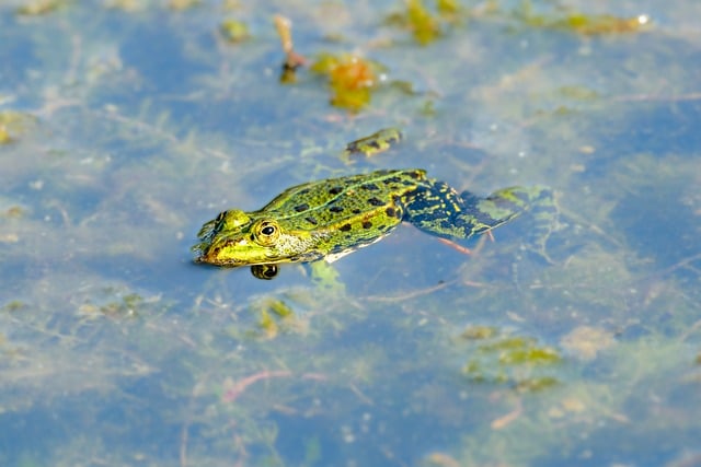 Free download frog amphibian green frog close up free picture to be edited with GIMP free online image editor