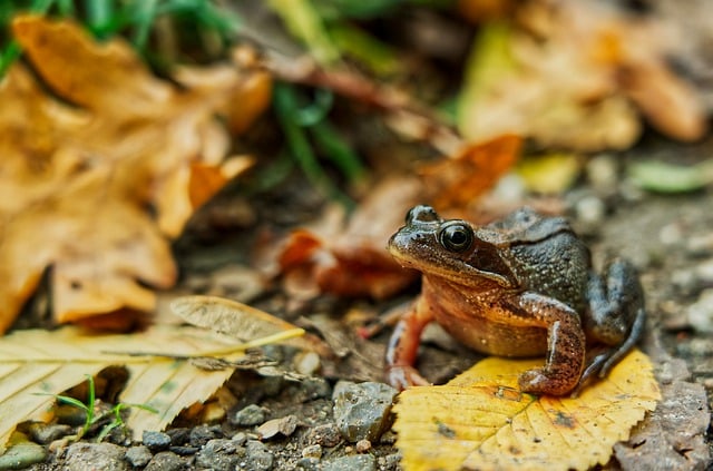 Bezpłatne pobieranie żab płazów gatunków frosch bezpłatne zdjęcie do edycji za pomocą bezpłatnego edytora obrazów online GIMP