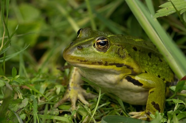 Free download frog amphibian toad animal free picture to be edited with GIMP free online image editor