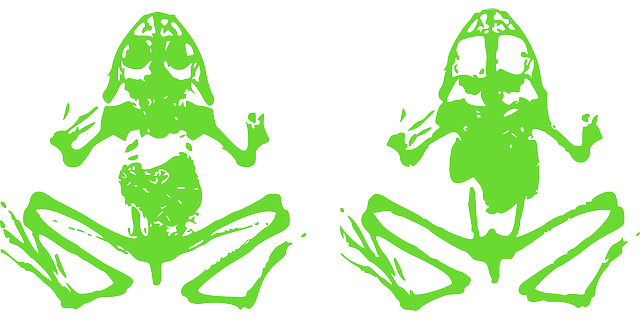 無料ダウンロード カエル 両生類 ヒキガエル 緑 - Pixabayの無料ベクター素材 GIMP で編集する無料のイラスト 無料のオンライン イメージ エディター