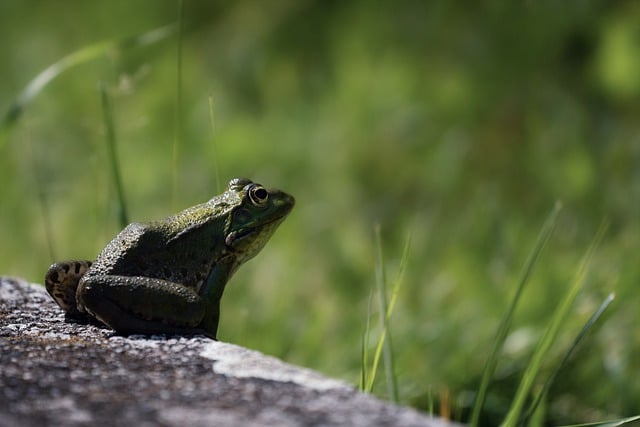 Free download frog amphibian wildlife animal free picture to be edited with GIMP free online image editor