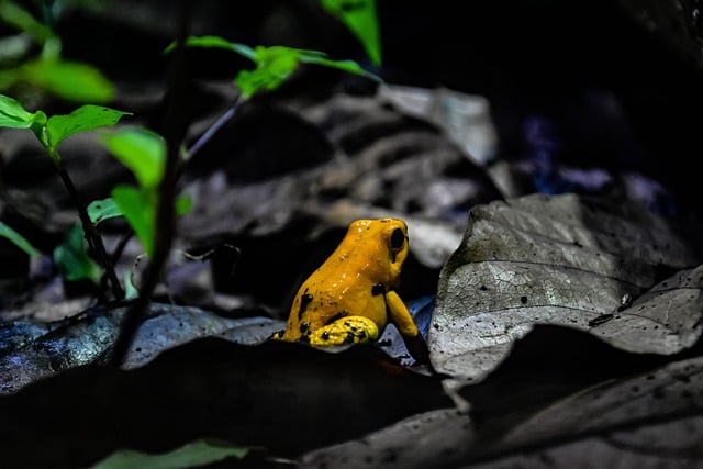 Free download frog amphibian wildlife anura free picture to be edited with GIMP free online image editor