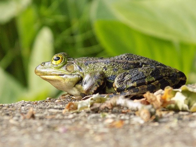 Muat turun percuma Frog Animal Green - foto atau gambar percuma untuk diedit dengan editor imej dalam talian GIMP