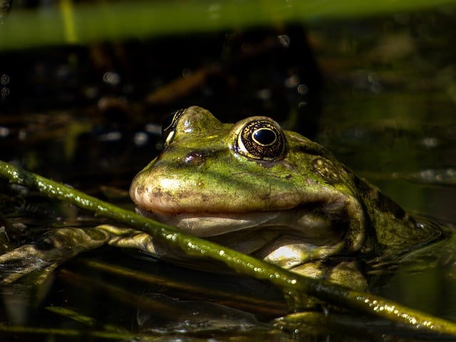 Free download frog animal nature wildlife free picture to be edited with GIMP free online image editor