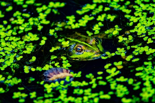 Free download frog animal nature wildlife green free picture to be edited with GIMP free online image editor