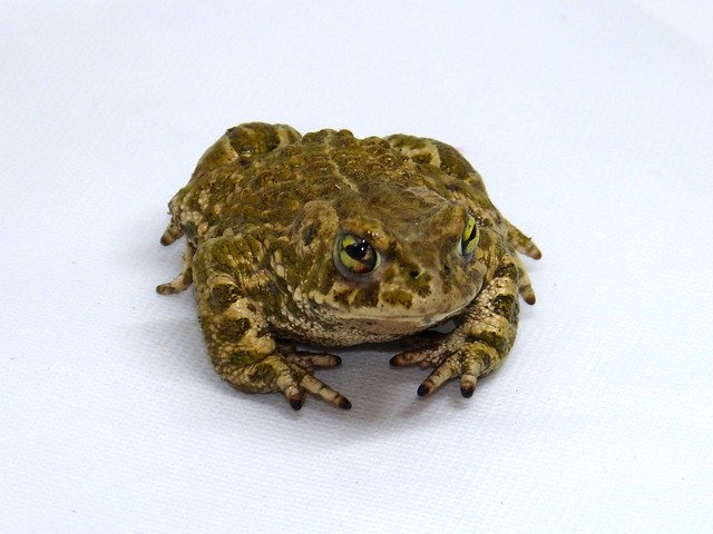 Free download Frog Batrachian Detail -  free photo or picture to be edited with GIMP online image editor