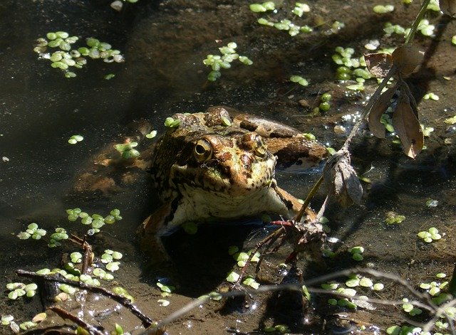 Free picture Frog Batrachian Pond -  to be edited by GIMP free image editor by OffiDocs