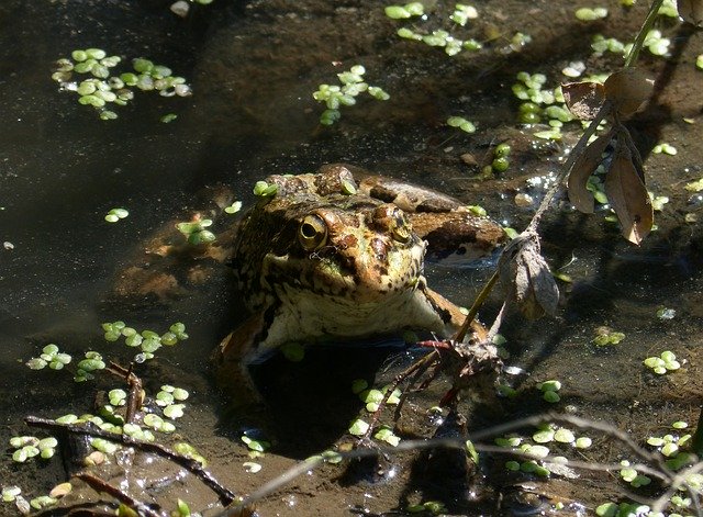 Muat turun percuma Frog Batrachian Pond - foto atau gambar percuma untuk diedit dengan editor imej dalam talian GIMP