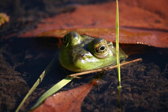 Téléchargement gratuit d'une image gratuite de grenouille taureau grenouille amphibie visage iris à modifier avec l'éditeur d'images en ligne gratuit GIMP