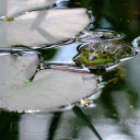 Frog by the lily pond  screen for extension Chrome web store in OffiDocs Chromium