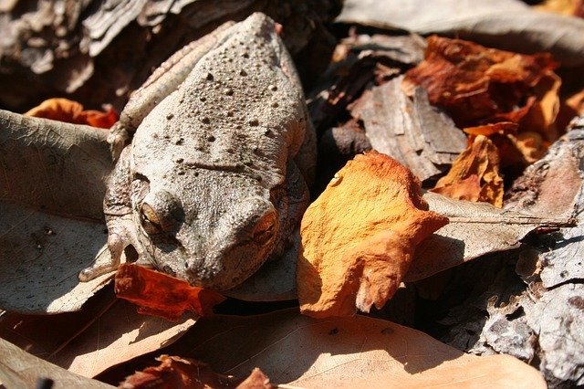 Free download Frog Camouflage Leaves -  free photo or picture to be edited with GIMP online image editor