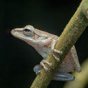 Frog clinging to the tree  screen for extension Chrome web store in OffiDocs Chromium