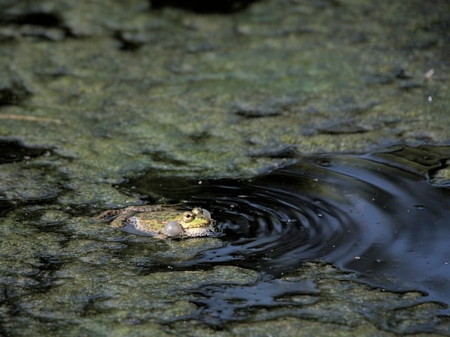 Free download frog croaking pond nature water free picture to be edited with GIMP free online image editor