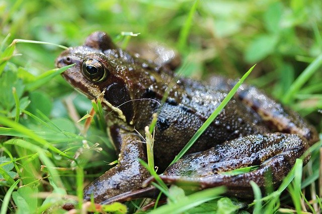 無料ダウンロードFrogEyesGreen-GIMPオンライン画像エディタで編集できる無料の写真または画像