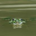 Frog floating on water  screen for extension Chrome web store in OffiDocs Chromium