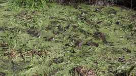 Free download Frog Frogs Amphibian -  free video to be edited with OpenShot online video editor