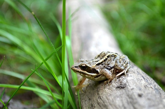 Free download frog grass fauna animal summer free picture to be edited with GIMP free online image editor