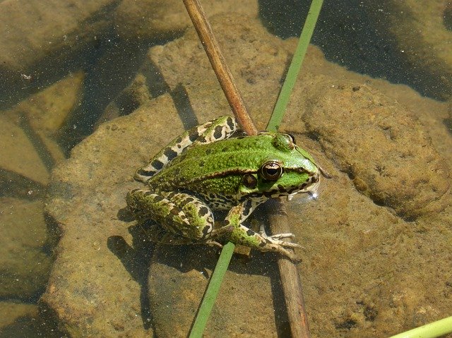 Descărcare gratuită Frog Green Amphibious - fotografie sau imagini gratuite pentru a fi editate cu editorul de imagini online GIMP