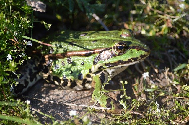 Download gratuito Frog Green Close Up - foto o immagine gratuita da modificare con l'editor di immagini online di GIMP