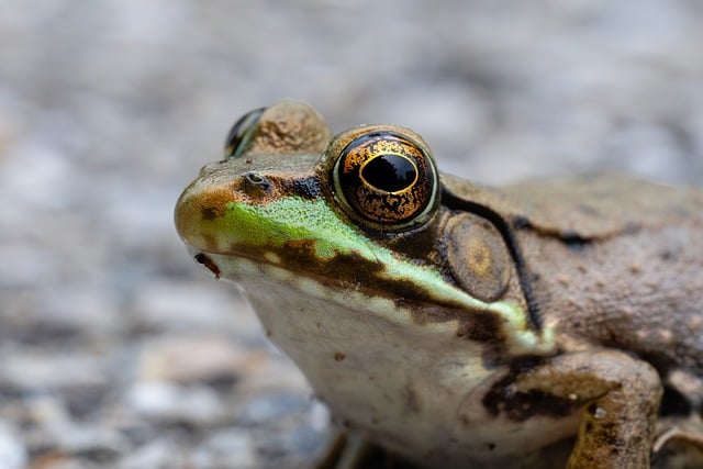 Free download frog green eye macro amphibian free picture to be edited with GIMP free online image editor