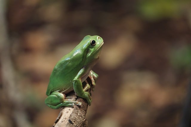 Free download frog green tree frog reptile free picture to be edited with GIMP free online image editor